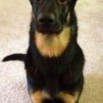 german shepherd rottweiler mix