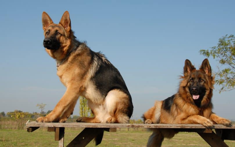 two german shepherd service dogs on a table