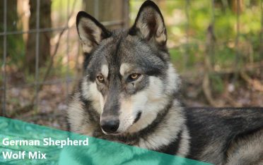 German Shepherd Wolf Mix also known as Wolf-Shepherd or Wolf Dog