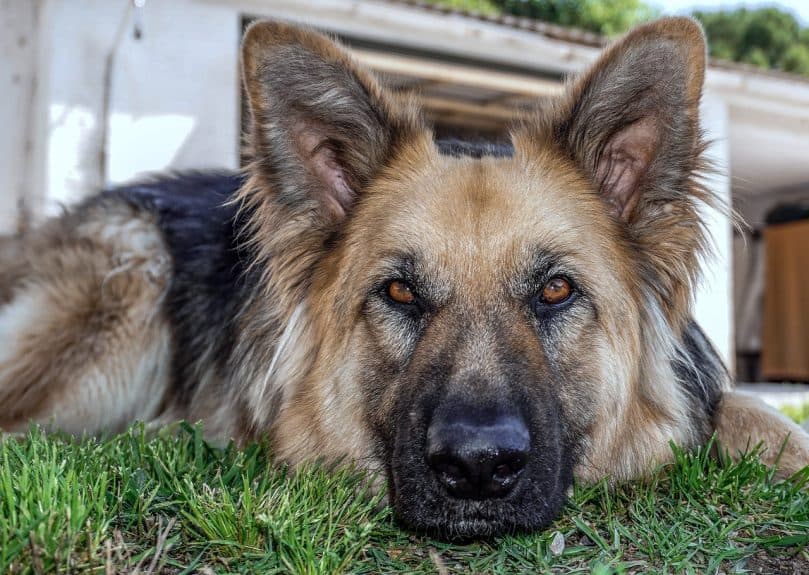 German Shepherd close up