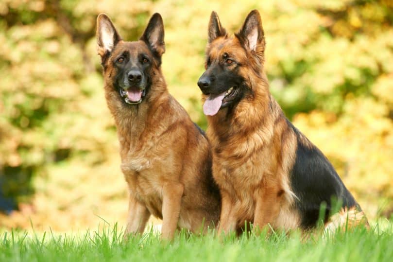 Two full grown German Shepherds sitting in a field. 