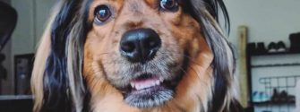 A Golden Dox smiling at the camera