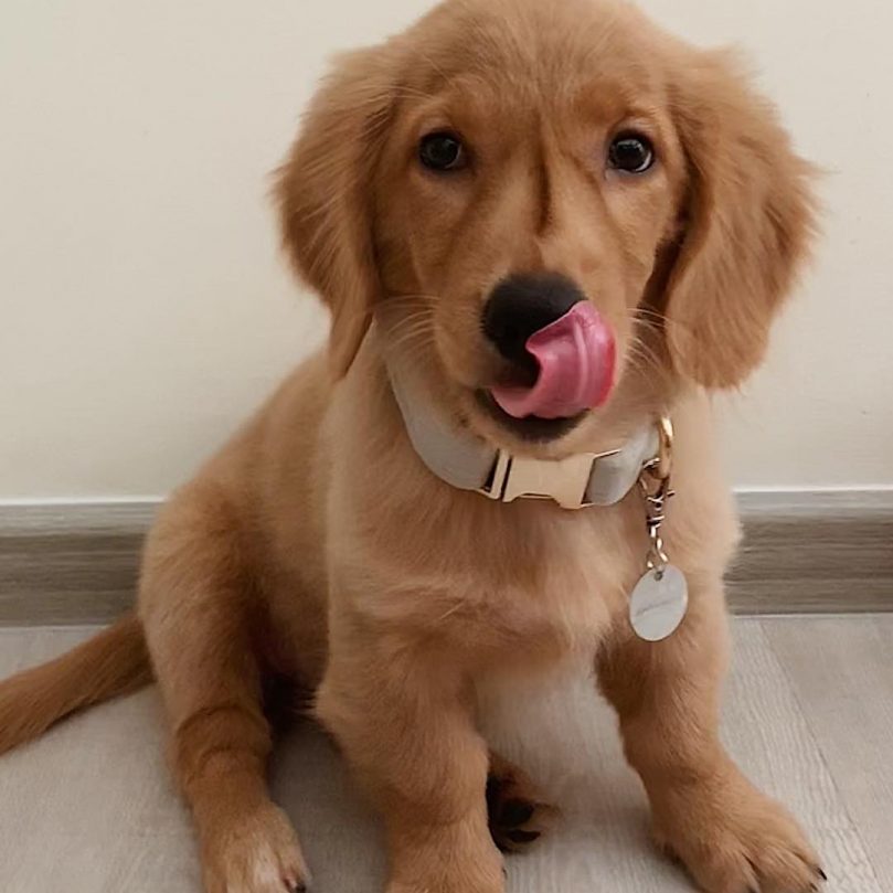 A Golden Retriever Dachshund Mix licking its nose