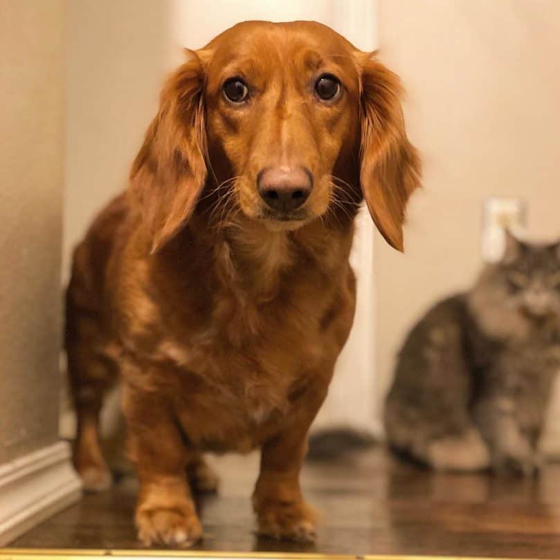 A Golden Dachshund standing indoors