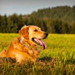 Golden-Retriever (1)