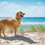 Golden retriever on a sandy dune overlooking tropical beach