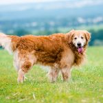 beautiful dog breed golden retriever lying in the field