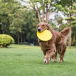 The golden retriever standing playing on the grass