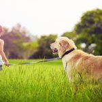 Young girl with golden retriever walking away into sun