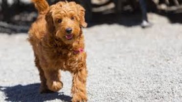 Golden Retriever Poodle Mix,also known as Goldendoodle