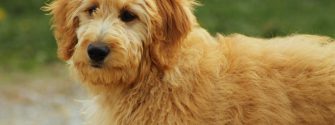 Goldendoodle with hair bow