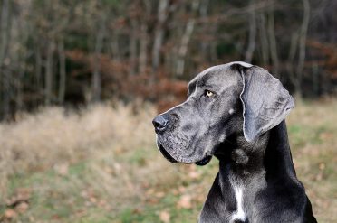 Great Dane