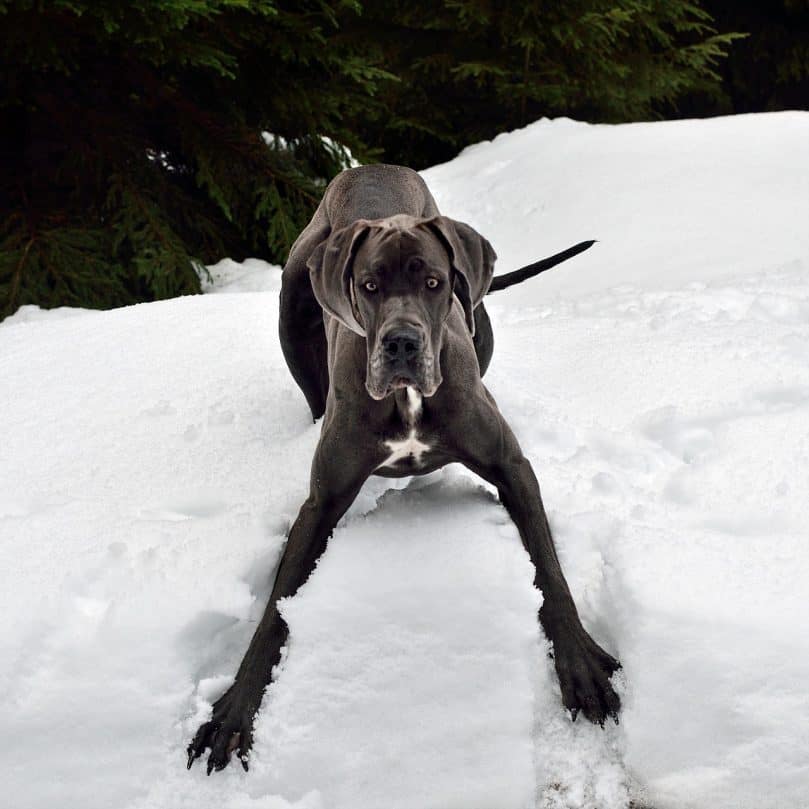 Great Dane playing in the snow