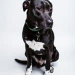 Black Labradane sitting on the floor