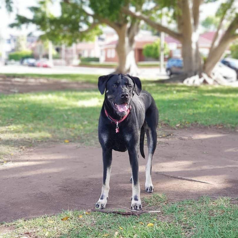 Labradane in the park