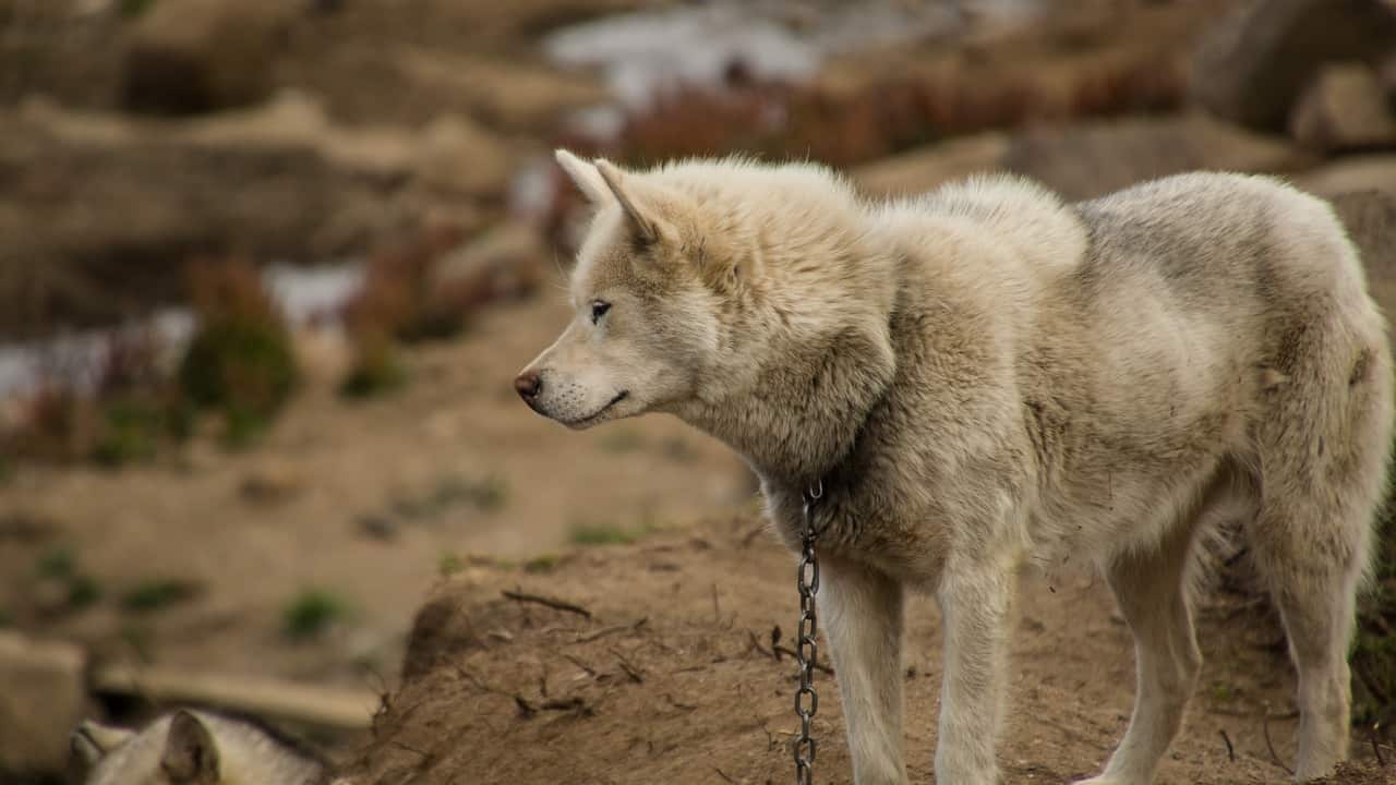 A Greenland Dog watches outside