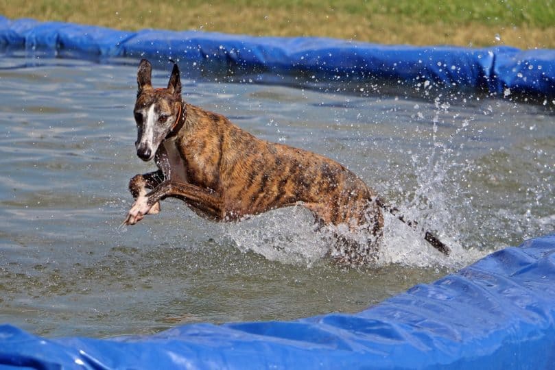 Brindle Greyhound splashing around in the water