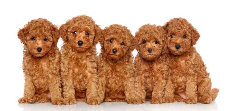 Group of Toy Poodle puppies on a white background