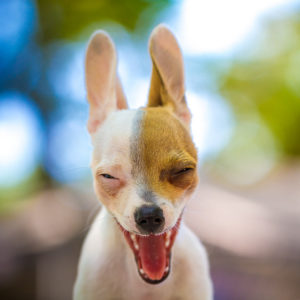 Happy Chihuahua