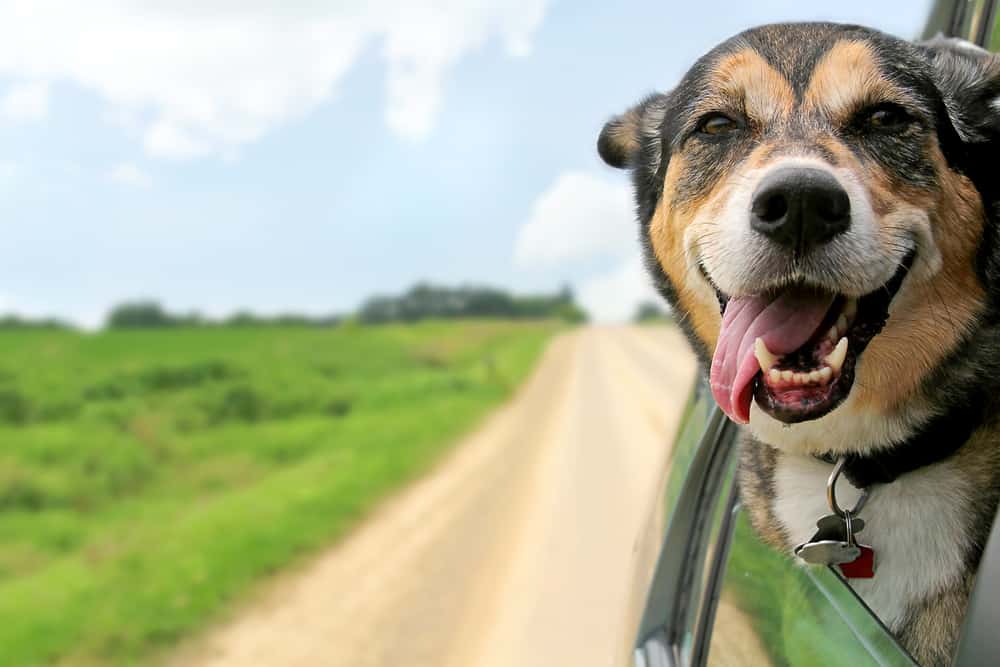 A happy German Shepherd Mix breed dog is hanging is tounge out of his mouth with his ears blowing in the wind as he sticks his head out a moving and drving car window.