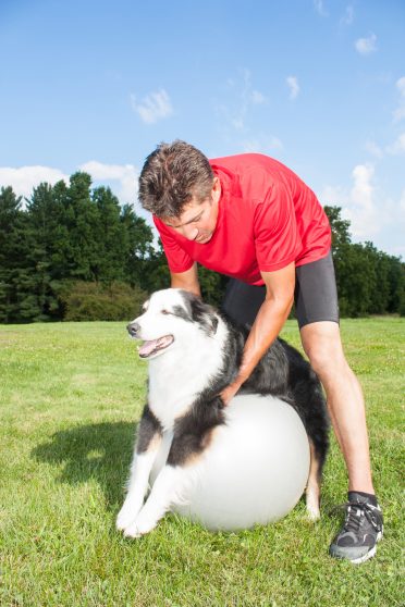 Dog trainer helping his dog stretch out his joints on a yoga ball. Promotes good balance and health for dogs