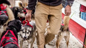 Husky and sport