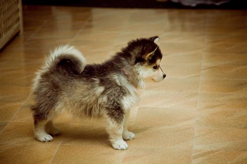 corgi husky mix puppies