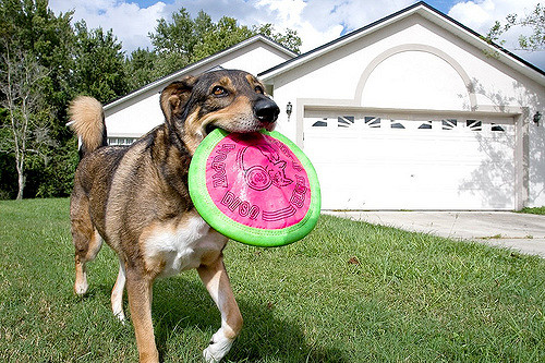 Husky German Shepherd Mix