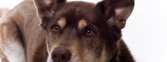 Handsome Husky Lab Mixed Breed