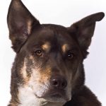 Handsome Husky Lab Mixed Breed