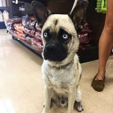 Husky Pug Mix