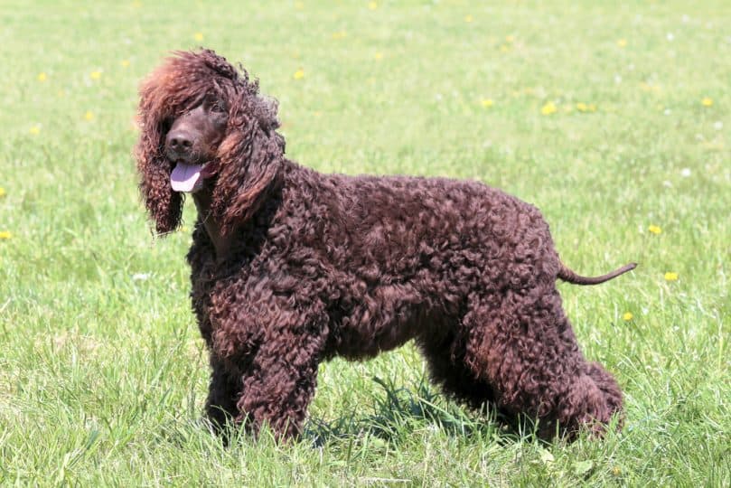 Irish Water Spaniel in the garden