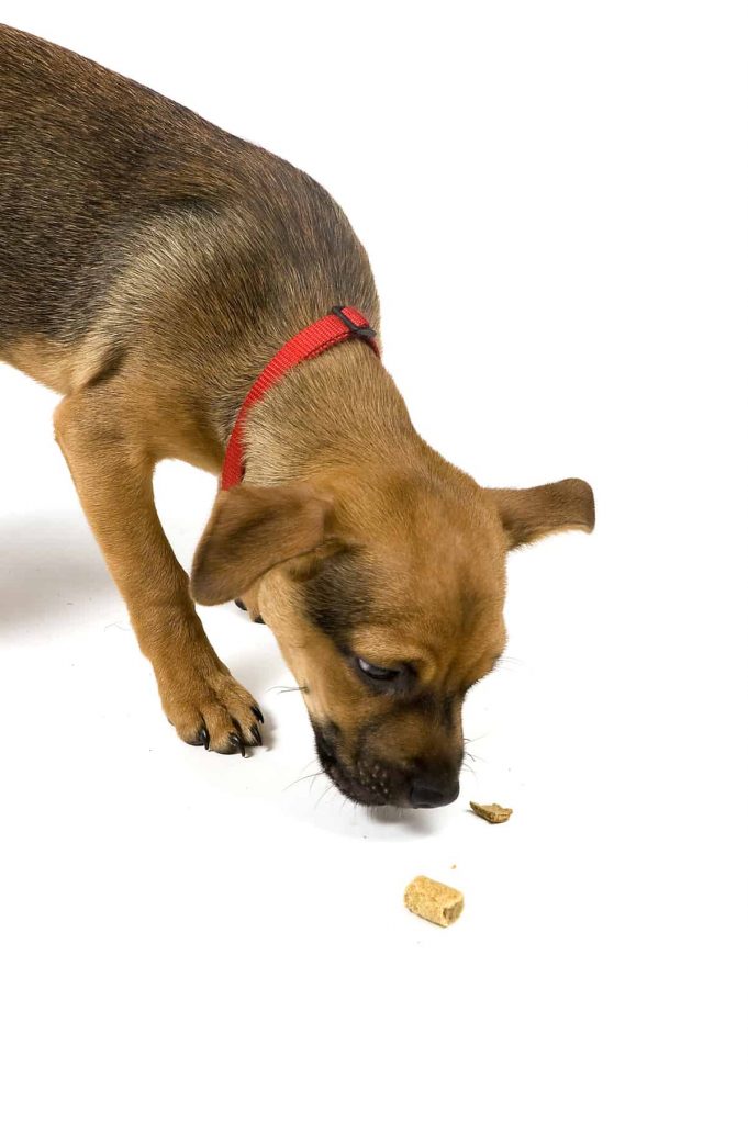 Jack Russell and Chihuahua in front of a white background