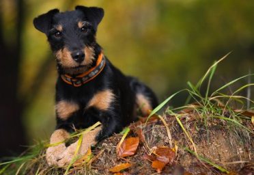 cute Jagdterrier dog in the forrest