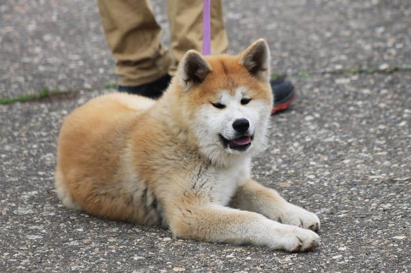 Akita Inu laying outside