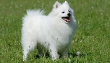 Japanese Spitz