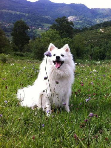 japanese_spitz_field