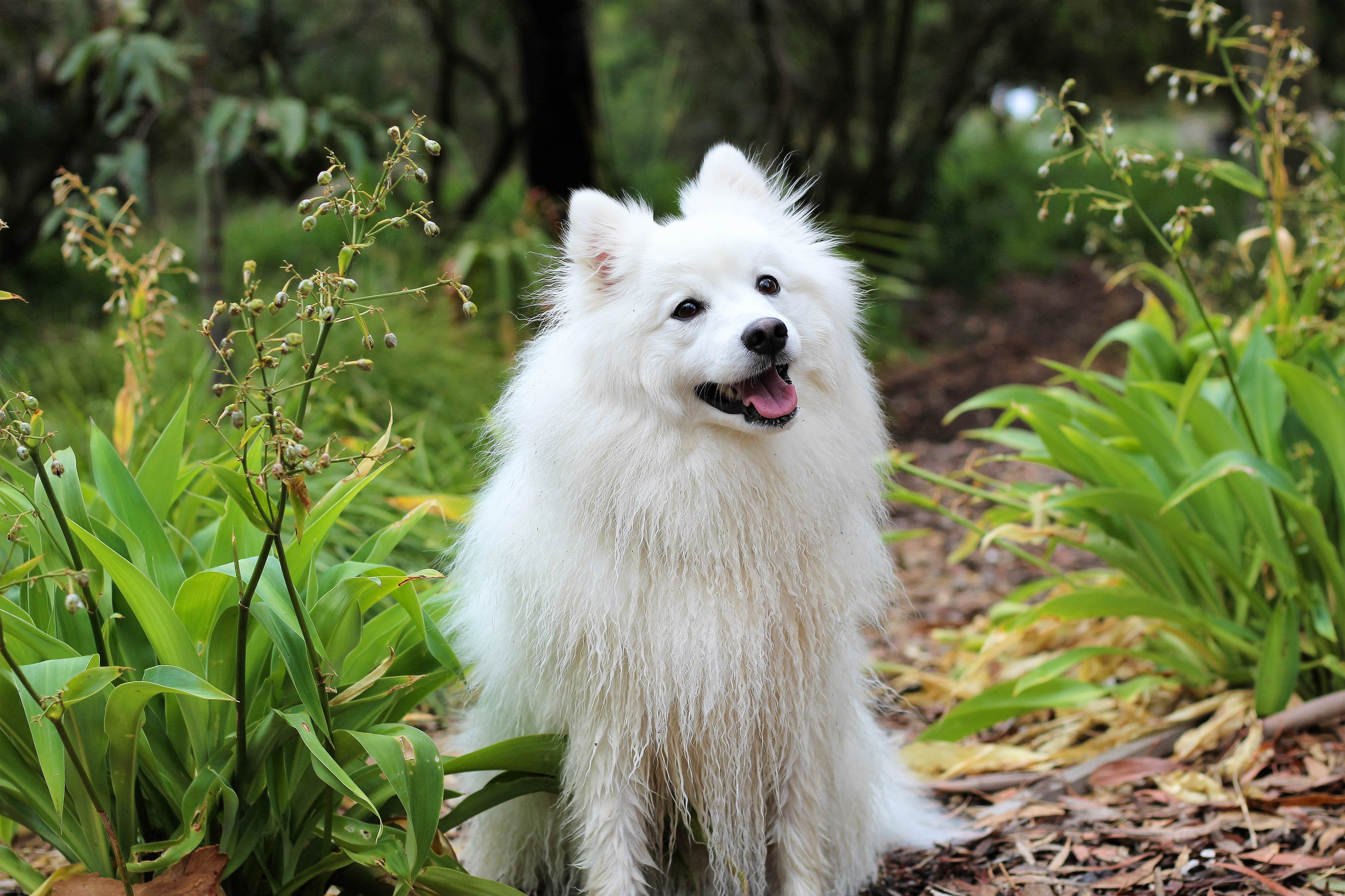 japanese_spitz_sitting