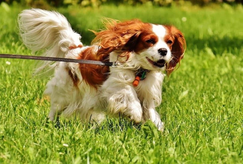 King Charles Spaniel running