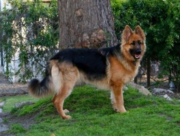 King Shepherd