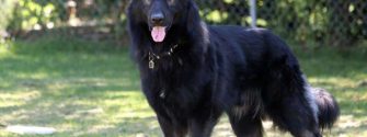 black king shepherd