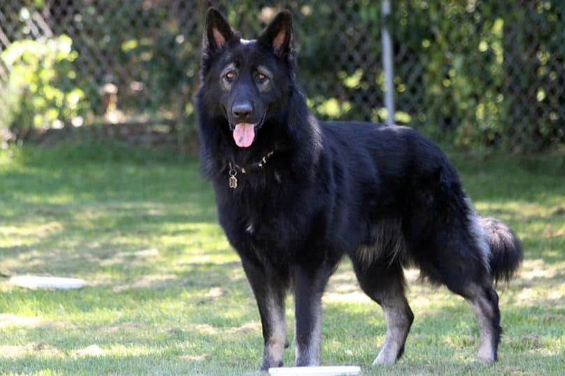 black king shepherd