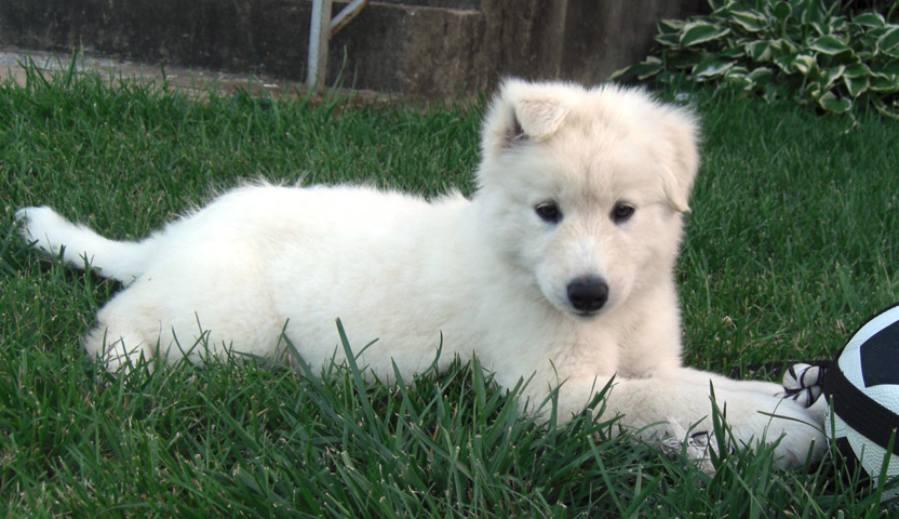 lab husky mix