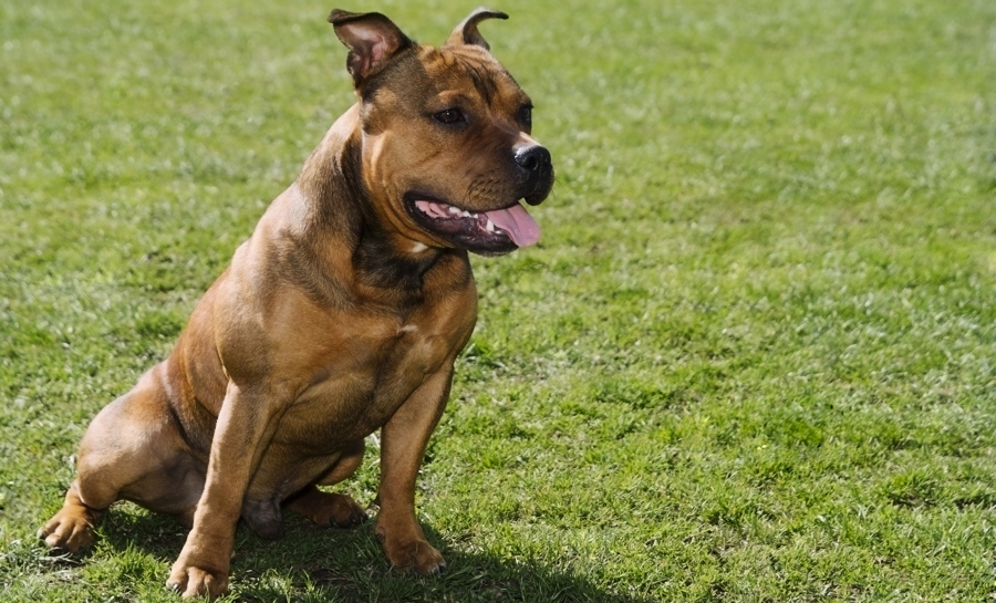 Lab Pit Mix