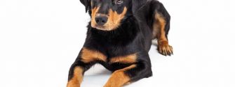 Cute Rottweiler and Labrador mixed breed puppy laying down on a white background