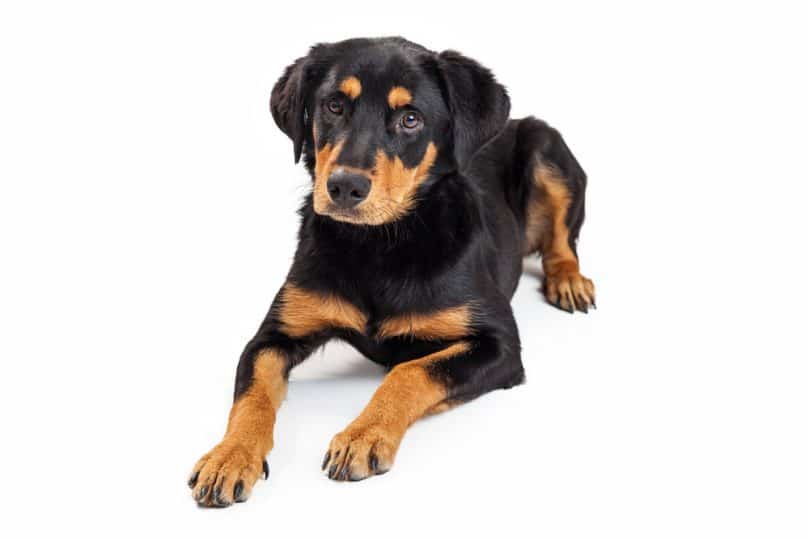 Cute Rottweiler and Labrador mixed breed puppy laying down on a white background