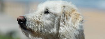 Portrait of a Labradoodle