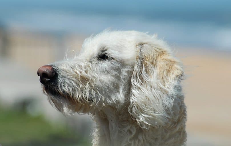 Portrait of a Labradoodle