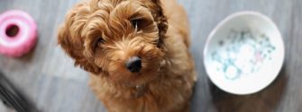 Australian Labradoodle looking up at camera