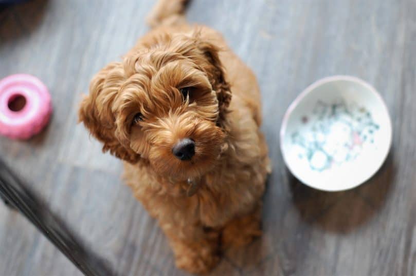 Australian Labradoodle looking up at camera